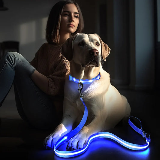 Laisse lumineuse pour chien